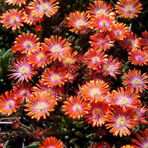 Delosperma: Delosperma Cooperi | Jewel of the Desert Sunstone (Orange)
