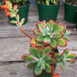 Echeveria: Echeveria Pulvinata | Ruby Blush