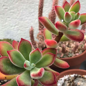 Echeveria: Echeveria Pulvinata | Plush Plant