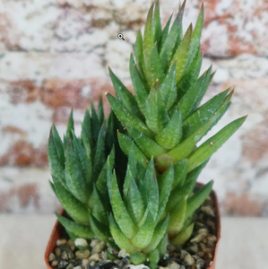 Haworthia: Haworthia Glauca var Herrei