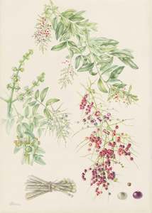 Plants Of The Quran: Toothbrush Tree