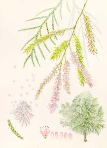 Tamarisk aphylla