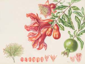 Plants Of The Quran: Pomegranate Flowers