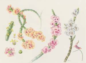 Plants Of The Quran: Manna