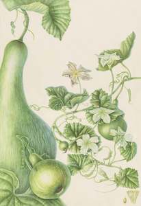 Bottle Gourd
