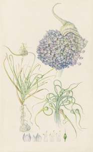 Plants Of The Quran: Garlic Flowers