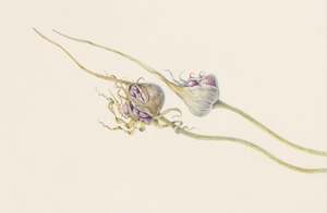 Plants Of The Quran: Garlic Bulb