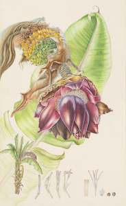 Plants Of The Quran: Ethiopian False Banana