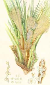 Plants Of The Quran: Date Palm Flowers