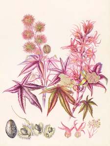 Plants Of The Quran: Castor Oil