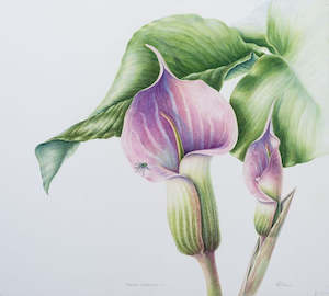 New Zealand Flora Fauna: Arisaema candidissimum Striped Cobra Lily