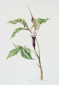 New Zealand Flora Fauna: Arisaema sikokianum