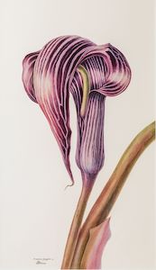 New Zealand Flora Fauna: Arisaema fargesii