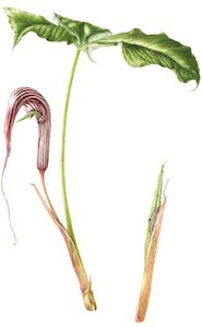 New Zealand Flora Fauna: Arisaema franchetianum - juvenile & mature plant