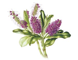Hebe speciosa