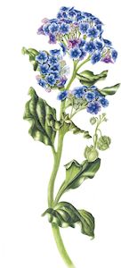 New Zealand Flora Fauna: Myosotidium hortensia Chatham Island Forget-Me-Not