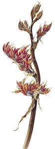 New Zealand Flora Fauna: Phormium tenax — Flax or Harakeke