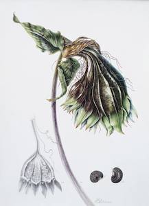New Zealand Flora Fauna: Tacca chantrieri - Seed pods