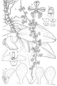 Botanical Black White Drawings: Orchids of the Solomon Islands