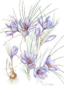 Saffron