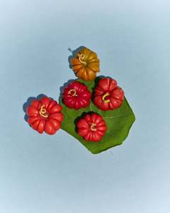 Accessories: Heirloom Tomato Small in Red