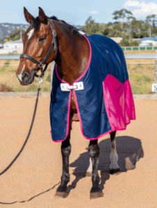 Rug Sale: Earlwood Mesh Show Rug