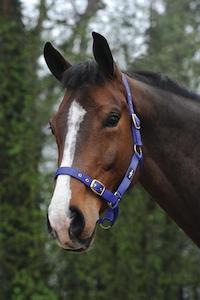 Saxon Web Economy Halter