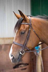 Kincade Flat Cavesson II Bridle