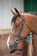 Kincade Flat Cavesson II Bridle