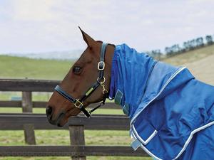 Rug Sale: Weatherbeeta Replacement Snug Fit