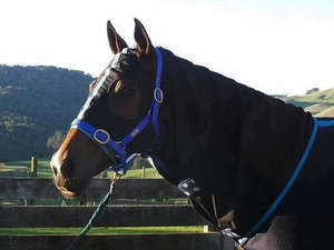 Roulette Rugs SoftShell Hood