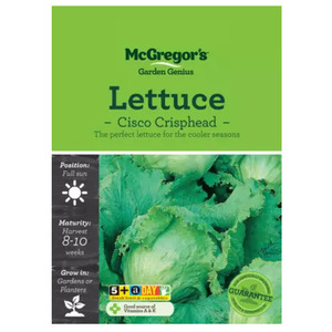 Seeds M6505 Lettuce - Cisco Crisphead