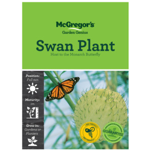 Seeds M2880 Swan Plant