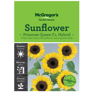 Seeds: Seeds M2837 Sunflower - Primrose Queen F.1 Hybrid