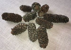 Banksia Cones