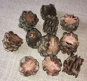 Banksia Cones Sliced