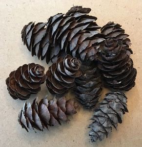 Douglas Fir Cones