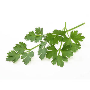 Italian Parsley - Superb Herb