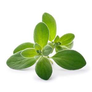 Marjoram - Superb Herb
