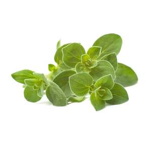 Oregano - Superb Herb