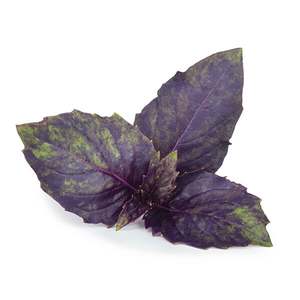 Purple Basil - Superb Herb