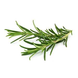 Rosemary - Superb Herb