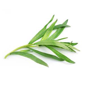 Tarragon - Superb Herb