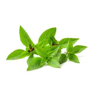 Products: Thai Basil - Superb Herb