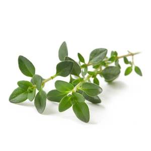 Products: Thyme - Superb Herb