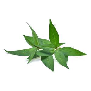 Products: Vietnamese Mint - Superb Herb