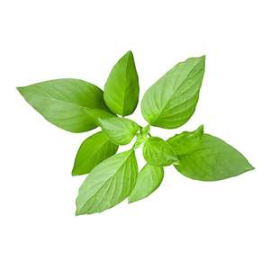 Products: Lemon Basil - Superb Herb