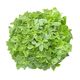 Mini Leaf Basil - Superb Herb