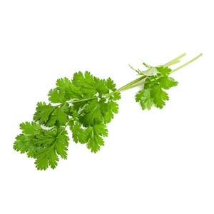 Coriander - Superb Herb