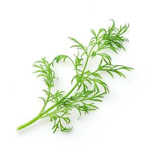 Dill - Superb Herb